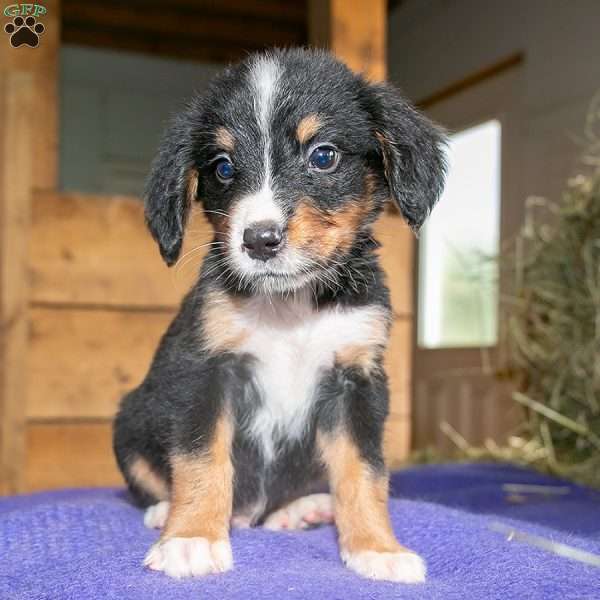 Benny, Bernedoodle Puppy